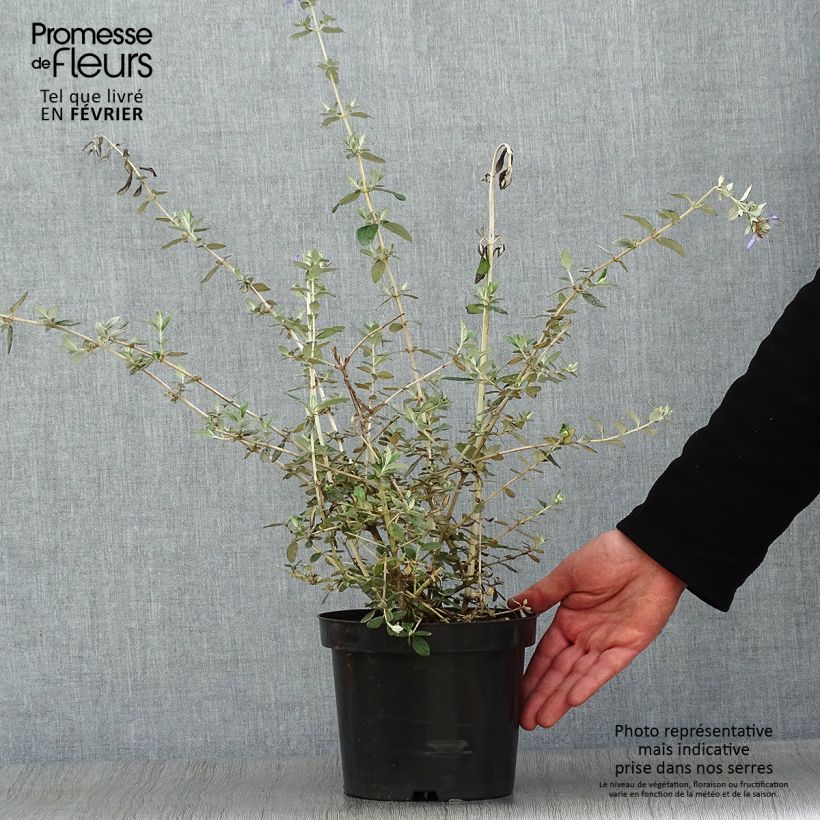 Spécimen de Germandrée arbustive - Teucrium fruticans Pot de 2L/3L tel que livré en hiver