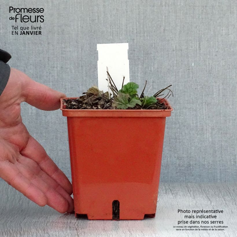 Spécimen de Geum Bell Bank - Benoîte rose soutenu Godet de 8/9 cm tel que livré en hiver