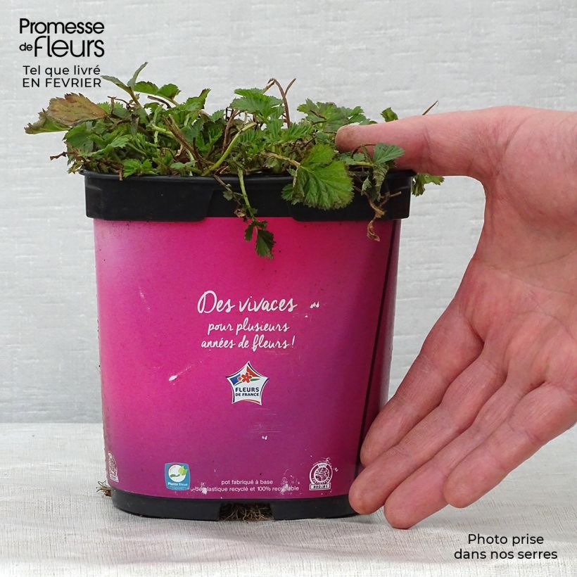 Spécimen de Geum Bell Bank - Benoîte rose soutenu Pot de 2L/3L tel que livré en hiver