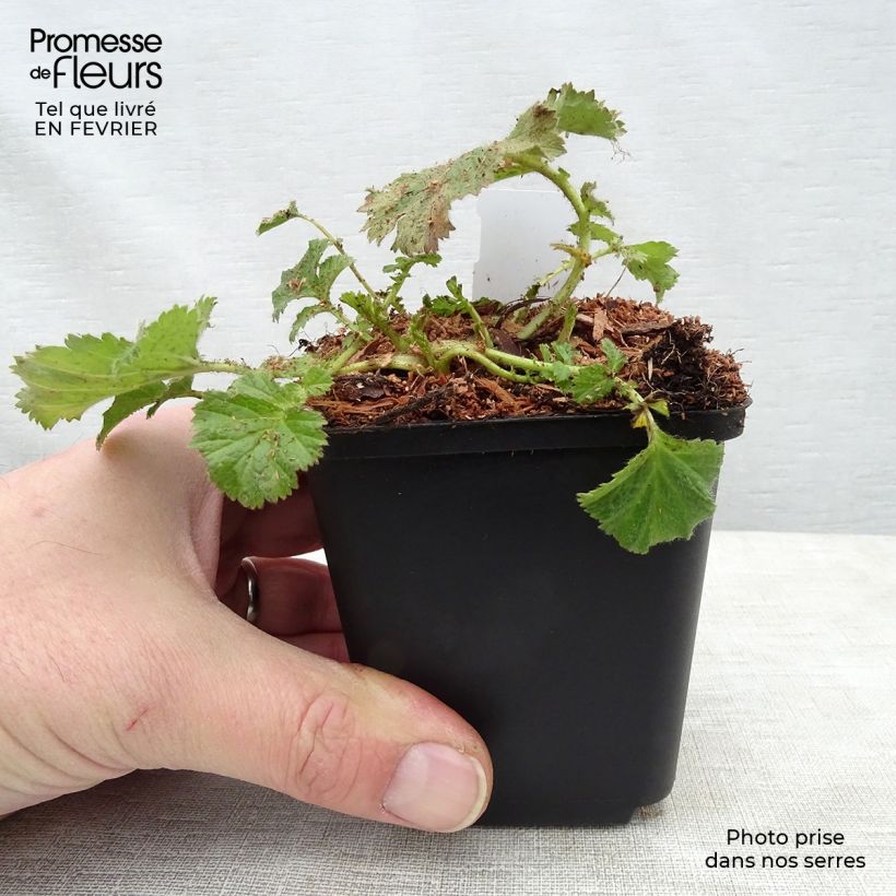 Spécimen de Geum Cocktail Gimlet - Benoîte jaune pâle Godet de 8/9 cm tel que livré en hiver