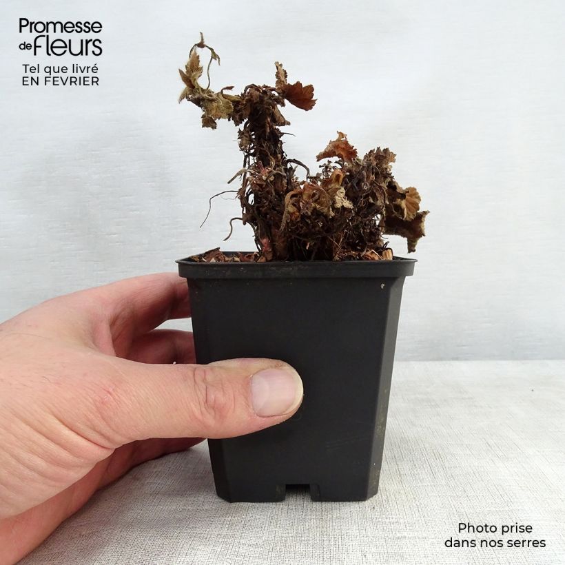 Spécimen de Geum Cocktail Sea Breeze - Benoîte orange Godet de 8/9 cm tel que livré en hiver