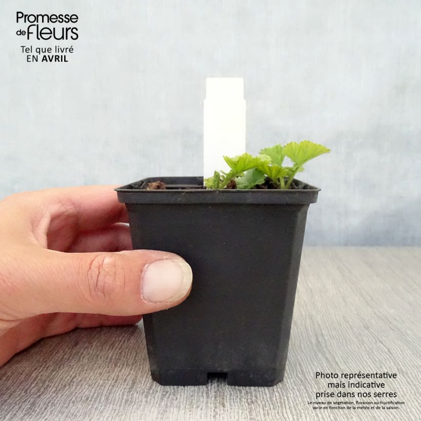 Spécimen de Geum Cocktail Sea Breeze - Benoîte orange Godet de 8/9 cm tel que livré au printemps