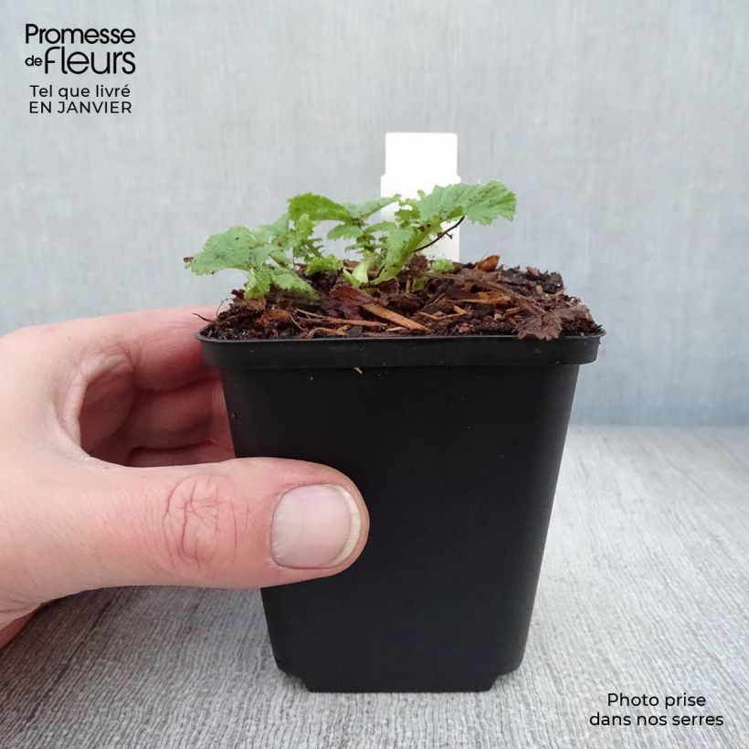 Spécimen de Geum Cocktail Wet Kiss - Benoîte Godet de 8/9 cm tel que livré en hiver