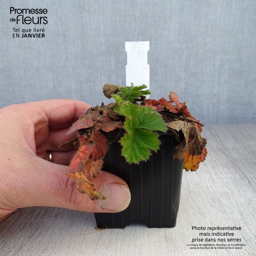 Spécimen de Geum Coral Tempest - Benoîte hybride Godet de 8/9 cm tel que livré en hiver