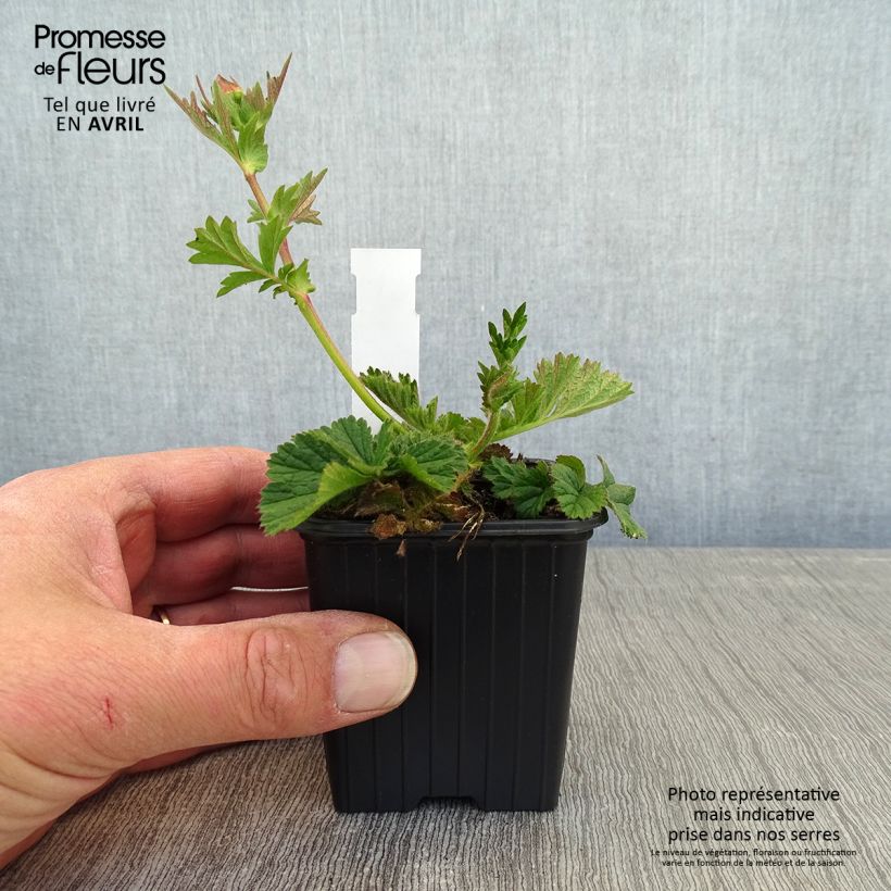 Spécimen de Geum Coral Tempest - Benoîte hybride Godet de 8/9 cm tel que livré au printemps