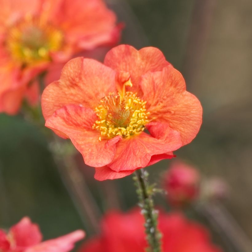 Geum Coral Tempest - Benoîte hybride (Floraison)