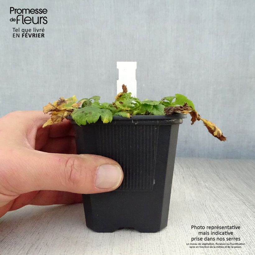 Spécimen de Geum Cosmopolitan - Benoite blanc-pêche Godet de 8/9 cm tel que livré en hiver