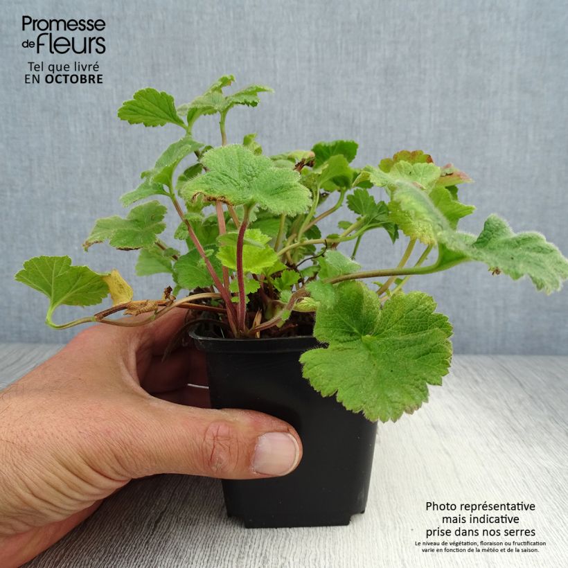 Spécimen de Geum Eos - Benoîte à feuillage doré et fleurs orange vif Godet de 8/9 cm tel que livré en automne