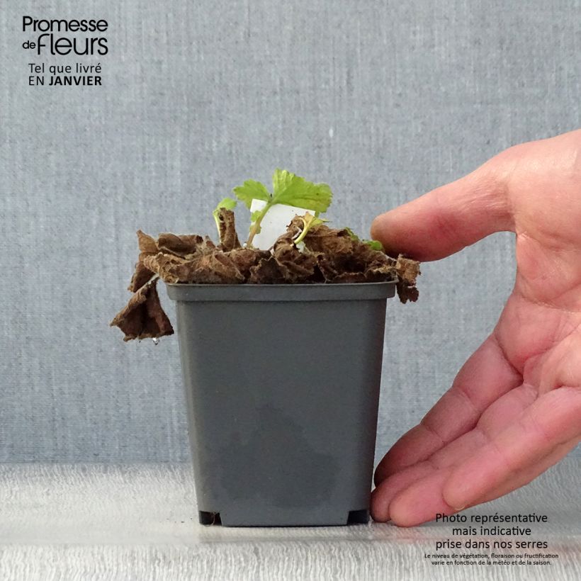 Spécimen de Geum Eos - Benoîte à feuillage doré et fleurs orange vif Godet de 8/9 cm tel que livré en hiver