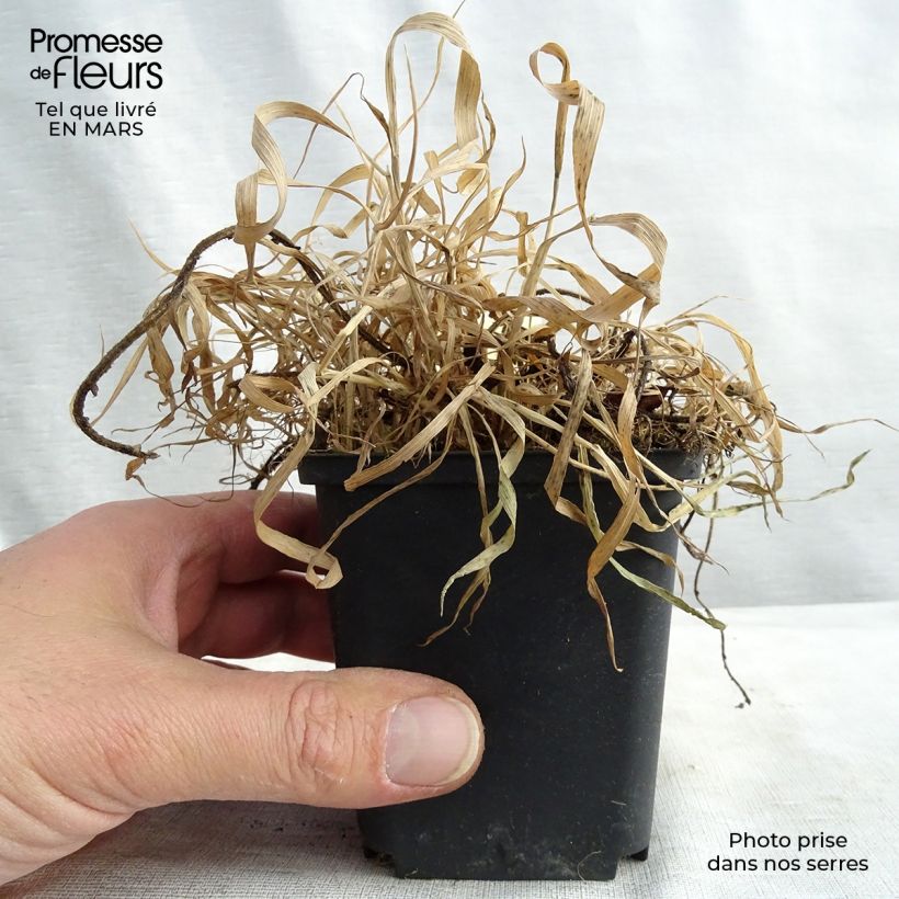 Spécimen de Geum Feuerball - Benoîte rouge-orangé  Godet de 8/9 cm tel que livré en hiver