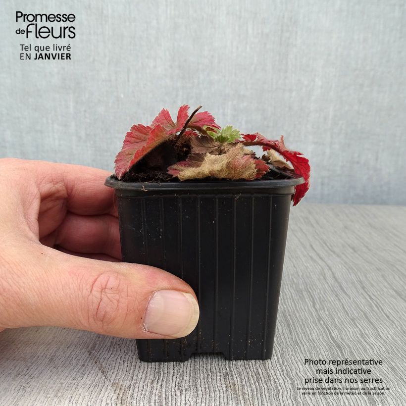 Spécimen de Geum Fiery Tempest - Benoîte hybride Godet de 8/9 cm tel que livré en hiver