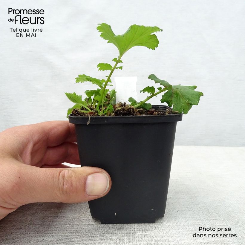 Spécimen de Geum Flames of Passion - Benoîte rose teintée de rouge Godet de 8/9 cm tel que livré au printemps