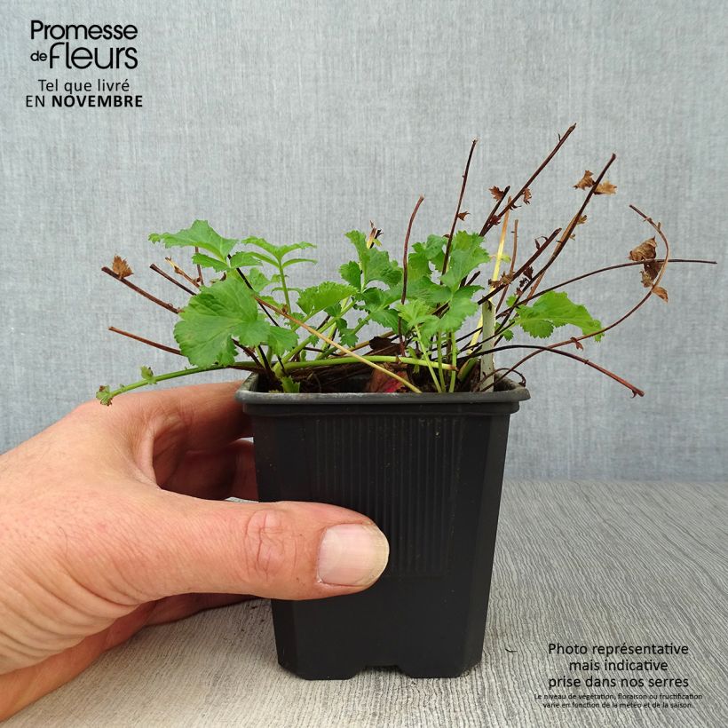Spécimen de Geum Flames of Passion - Benoîte rose teintée de rouge Godet de 8/9 cm tel que livré en automne