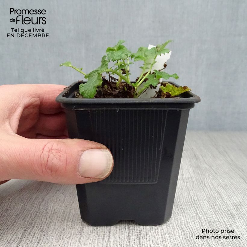 Spécimen de Geum Flames of Passion - Benoîte rose teintée de rouge Godet de 8/9 cm tel que livré en hiver