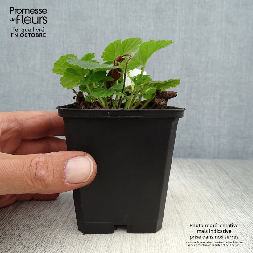 Spécimen de Geum Lemon Drops - Benoîte Godet de 8/9 cm tel que livré en automne