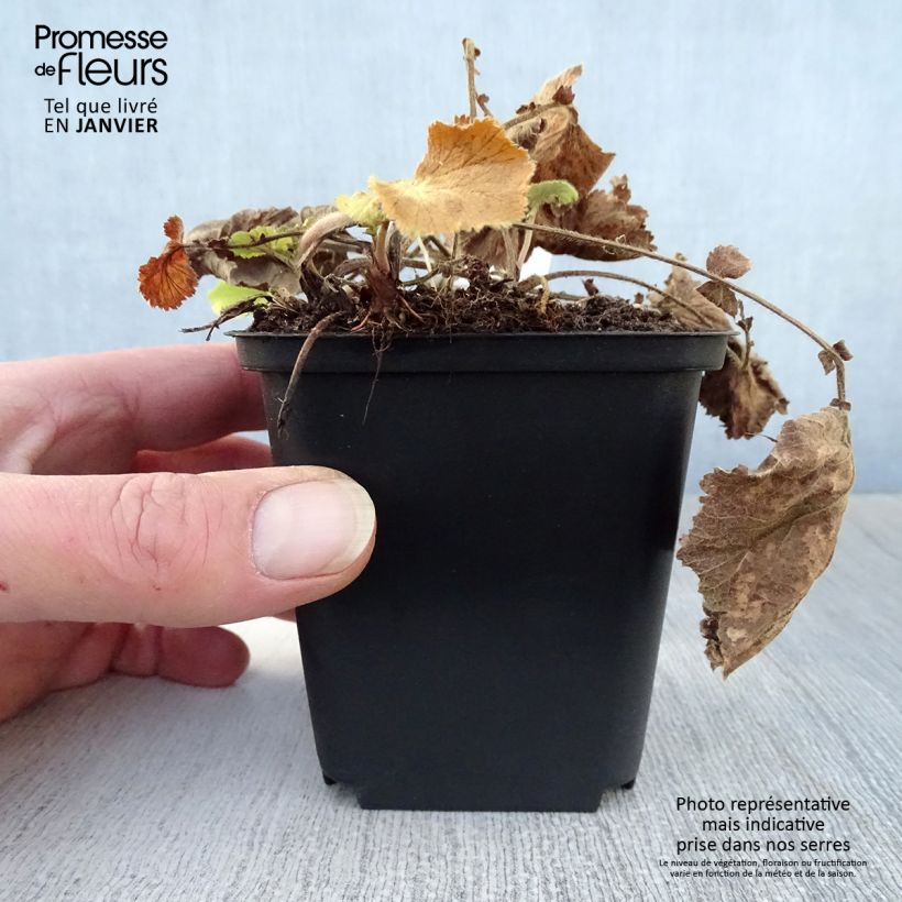 Spécimen de Geum Lemon Drops - Benoîte Godet de 8/9 cm tel que livré en hiver