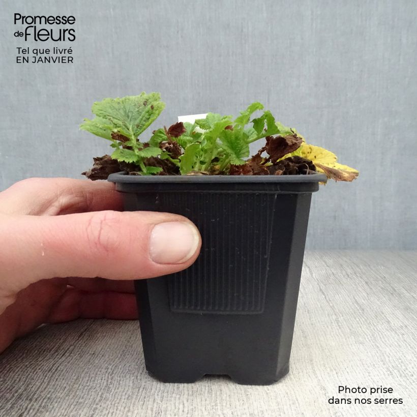 Spécimen de Geum Mai Tai - Benoîte saumon abricot  Godet de 8/9 cm tel que livré en hiver