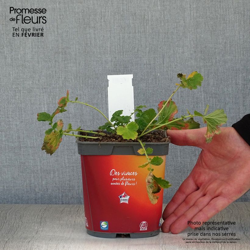 Spécimen de Geum Mai Tai - Benoîte saumon abricot  Pot de 2L/3L tel que livré en hiver