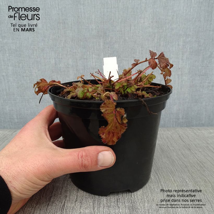 Spécimen de Geum Pretticoats Peach - Benoîte  Pot de 2L/3L tel que livré en hiver