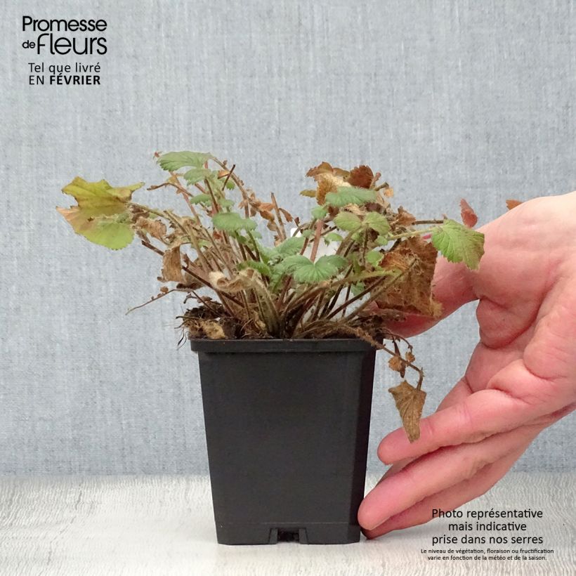 Spécimen de Geum Prinses Juliana - Benoite orange et jaune Godet de 8/9 cm tel que livré en hiver