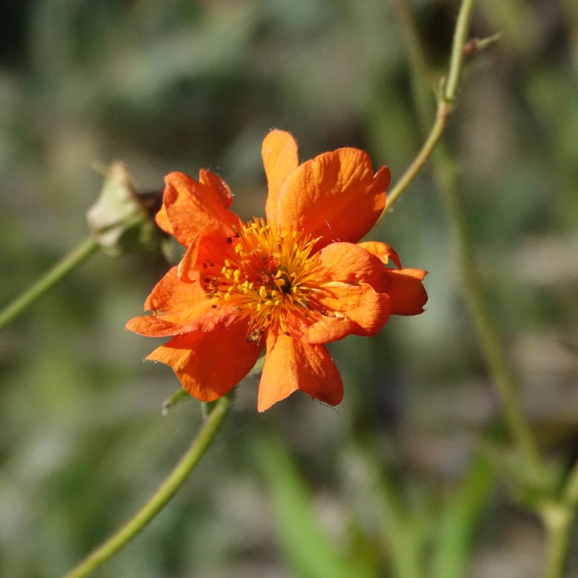 Geum Prinses Juliana - Benoite orange et jaune (Floraison)