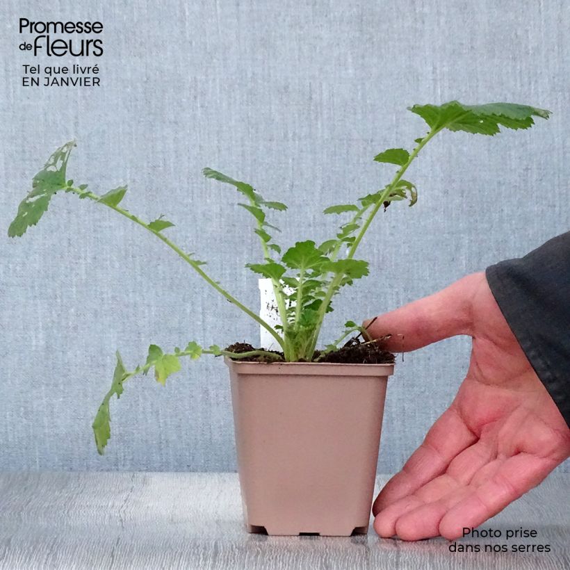 Spécimen de Geum Scarlet Tempest - Benoîte hybride Godet de 8/9 cm tel que livré en hiver