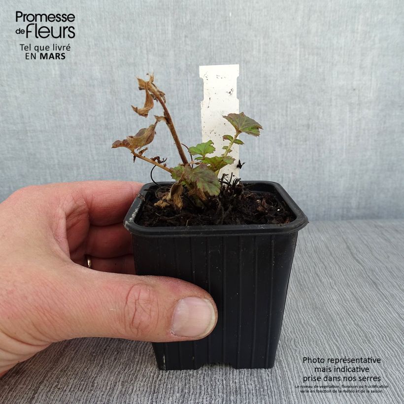 Spécimen de Geum Tempo Rose - Benoîte Godet de 8/9 cm tel que livré en hiver