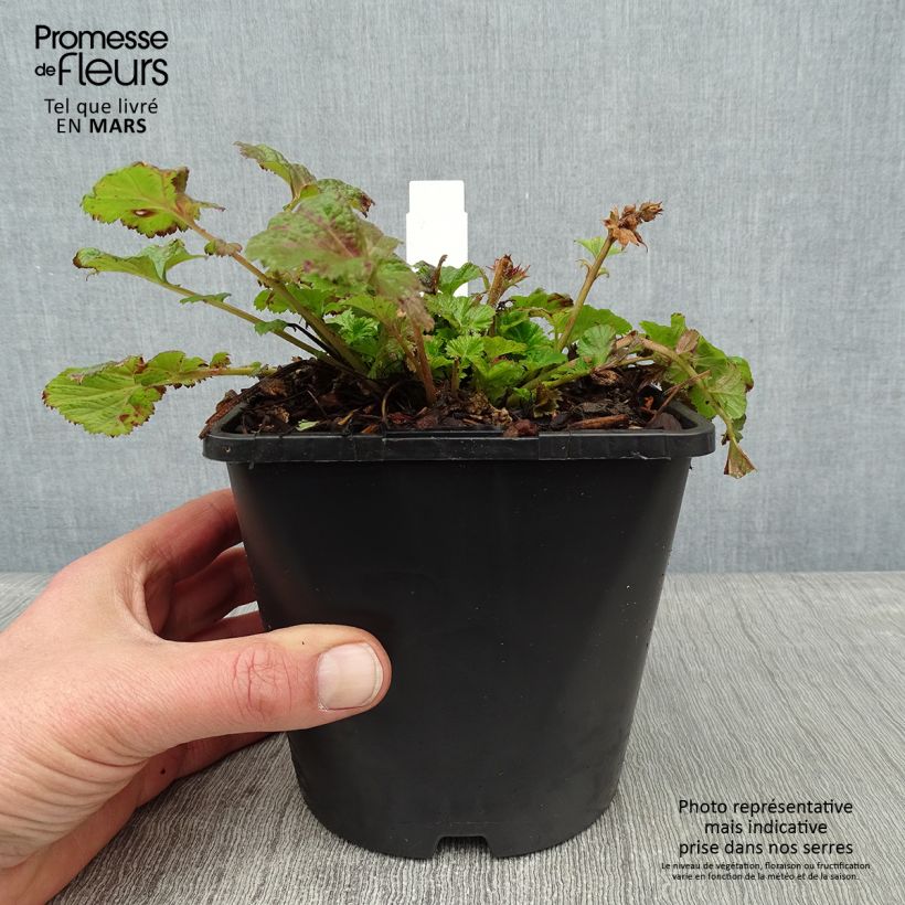 Spécimen de Geum Tempo Rose - Benoîte Pot de 2L/3L tel que livré en hiver