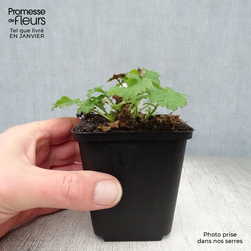 Spécimen de Geum Tequila Sunrise - Benoîte  Godet de 8/9 cm tel que livré en hiver