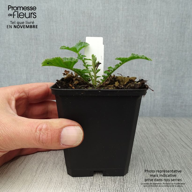 Spécimen de Geum Totally Tangerine - Benoîte orange vif Godet de 8/9 cm tel que livré en automne