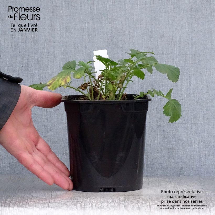 Spécimen de Geum Totally Tangerine - Benoîte orange vif Pot de 1L/1,5L tel que livré en hiver