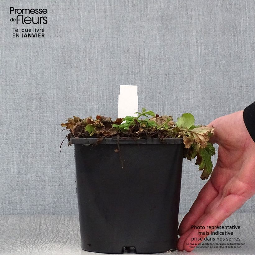 Spécimen de Geum Tutti Frutti - Benoîte jaune orangé Pot de 2L/3L tel que livré en hiver