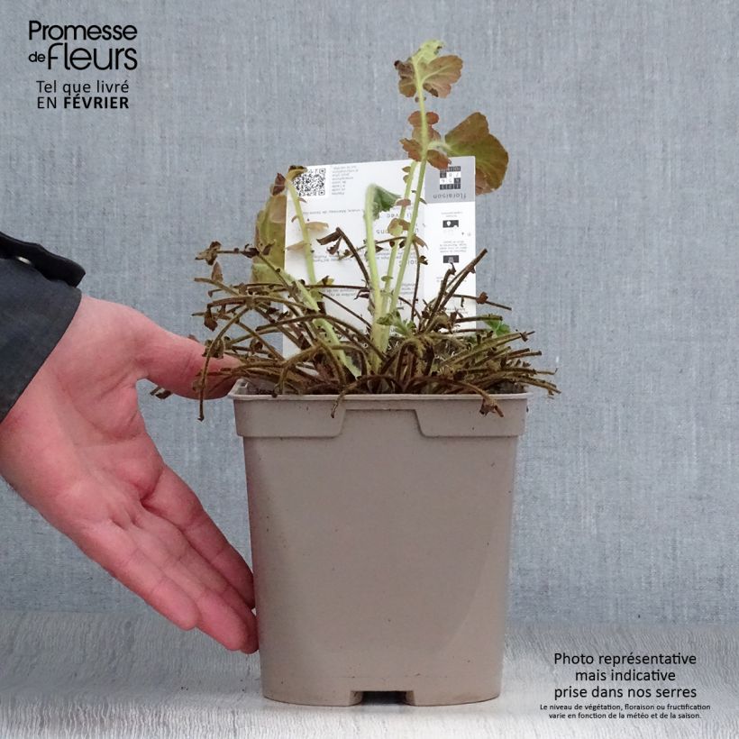 Spécimen de Geum chiloense Lady Stratheden - Benoîte Pot de 2L/3L tel que livré en hiver
