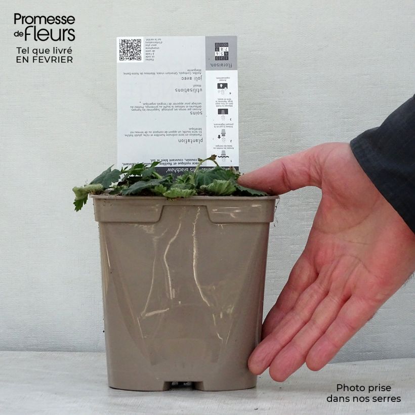 Spécimen de Geum chiloense Mrs Bradshaw - Benoîte rouge écarlate Pot de 2L/3L tel que livré en hiver