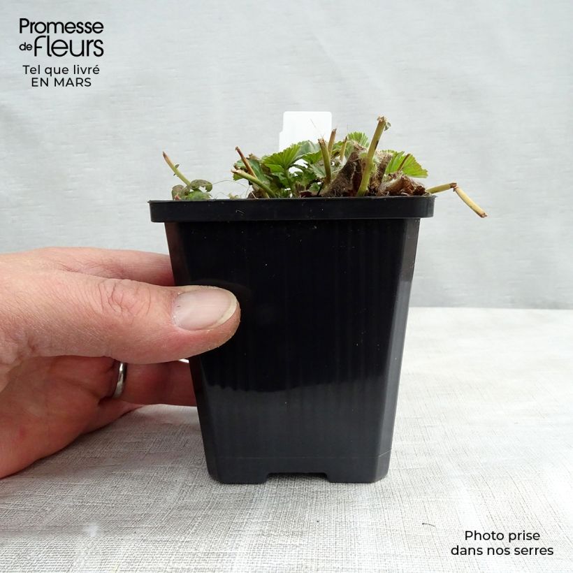 Spécimen de Geum coccineum Borisii - Benoîte orange Godet de 8/9 cm tel que livré en hiver