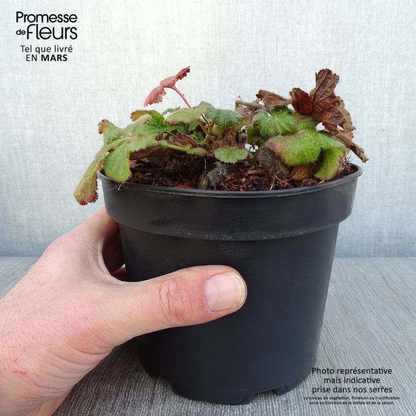 Spécimen de Geum coccineum Borisii - Benoîte orange Pot de 2L/3L tel que livré en hiver