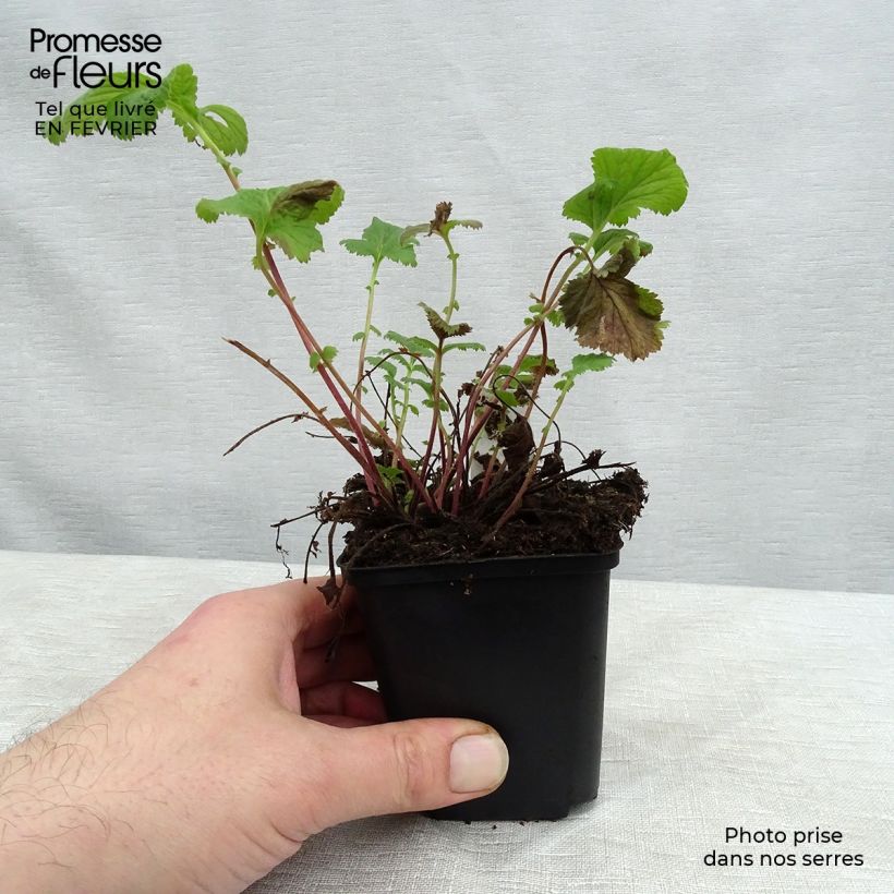 Spécimen de Geum coccineum Karlskaer - Benoîte jaune orangé Godet de 8/9 cm tel que livré en hiver