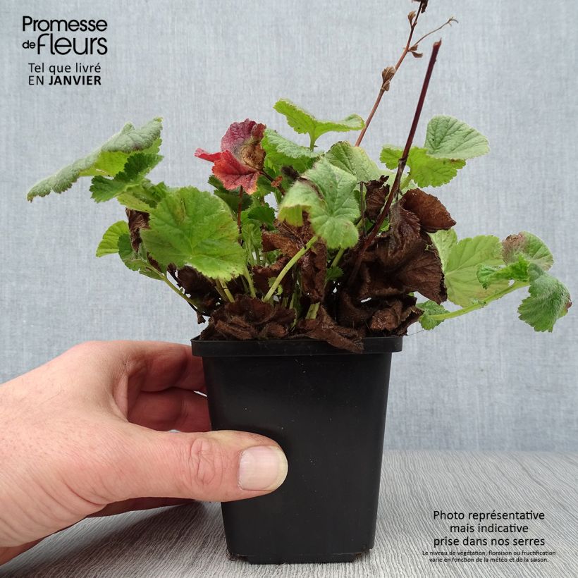 Spécimen de Geum coccineum Koi - Benoîte Godet de 8/9 cm tel que livré en hiver