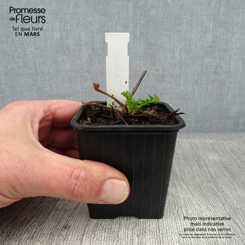 Spécimen de Geum coccineum Red Wings - Benoîte rouge double Godet de 8/9 cm tel que livré en hiver