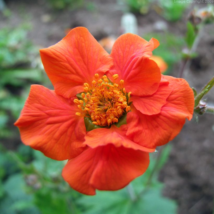 Geum coccineum Werner Arends - Benoîte orange (Floraison)