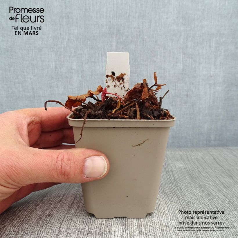 Spécimen de Geum coccineum Werner Arends - Benoîte orange  Godet de 8/9 cm tel que livré en hiver