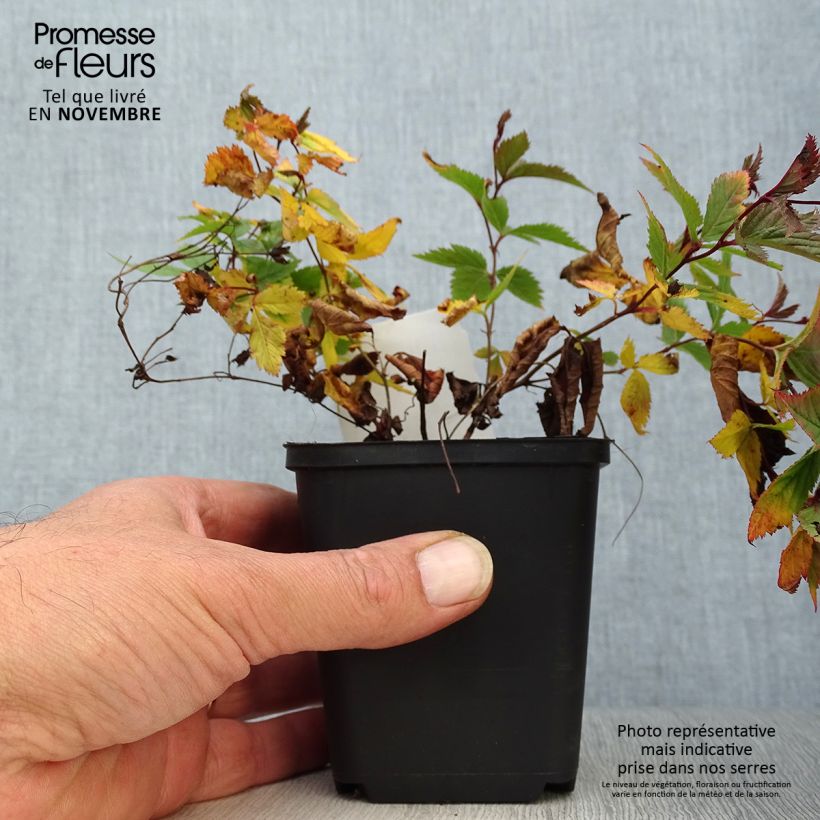 Spécimen de Gillenia trifoliata - Spirée à 3 feuilles Godet de 8/9 cm tel que livré en automne