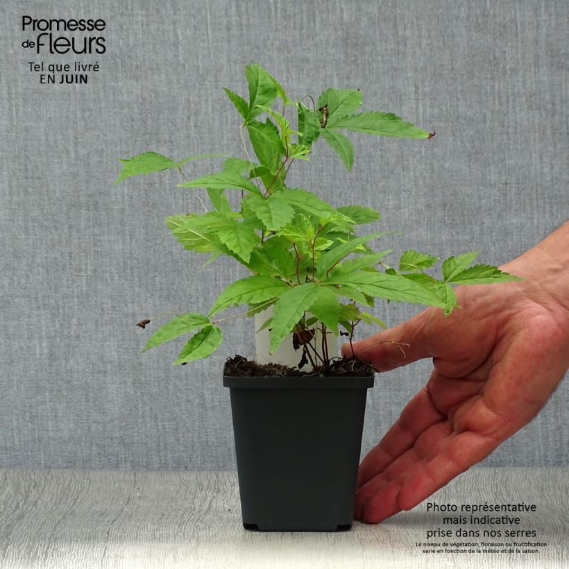 Spécimen de Gillenia trifoliata - Spirée à 3 feuilles Godet de 8/9 cm tel que livré en été