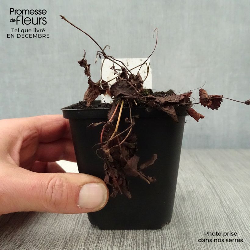 Spécimen de Gillenia trifoliata - Spirée à 3 feuilles Godet de 8/9 cm tel que livré en hiver