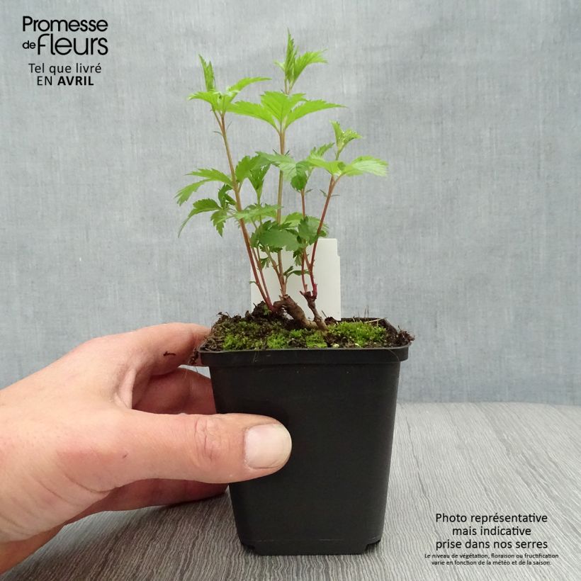 Spécimen de Gillenia trifoliata - Spirée à 3 feuilles Godet de 8/9 cm tel que livré au printemps