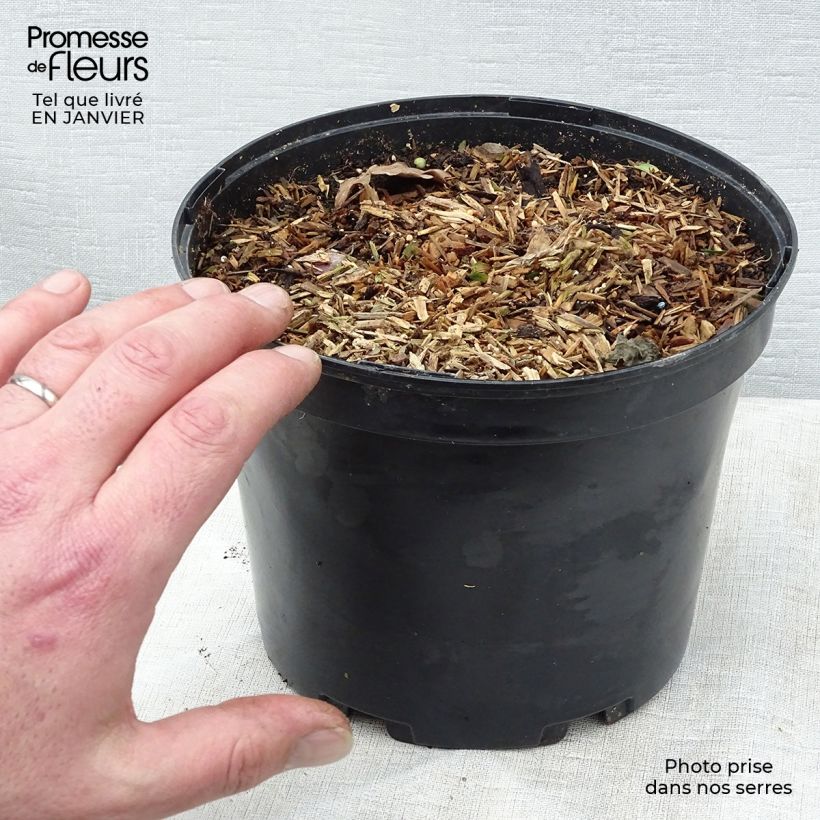 Spécimen de Gingembre japonais - Zingiber mioga Pot de 1,5L/2L tel que livré en hiver