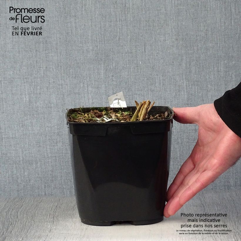 Spécimen de Gingembre japonais - Zingiber mioga Dancing Crane Pot de 3L/4L tel que livré en hiver