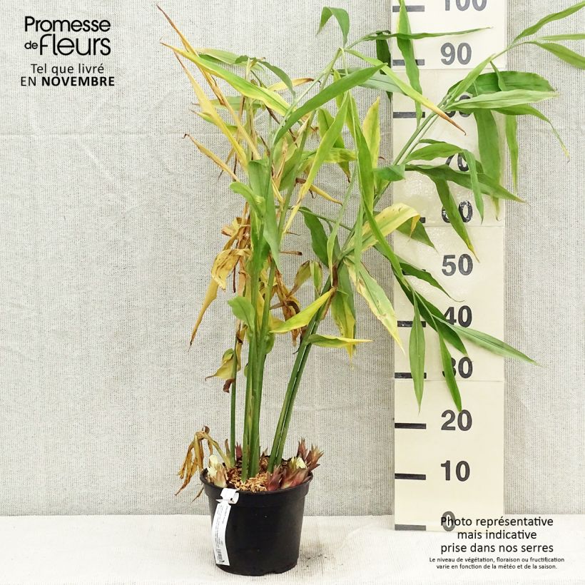 Spécimen de Gingembre japonais - Zingiber mioga Pot de 1,5L/2L tel que livré en automne