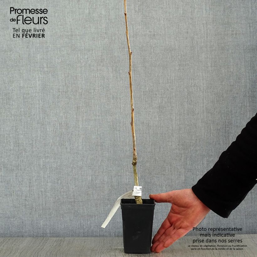 Spécimen de Ginkgo Biloba fastigiata Gold Flame - Arbre aux quarante écus Pot de 1L/1,5L tel que livré en hiver