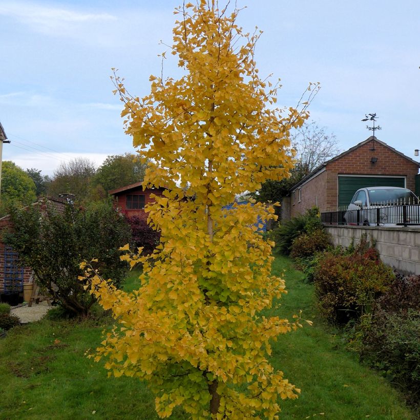 Ginkgo Biloba fastigiata Gold Flame - Arbre aux quarante écus (Port)
